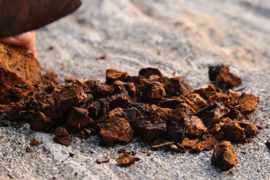 Chaga Mushroom nature, dry, closeup