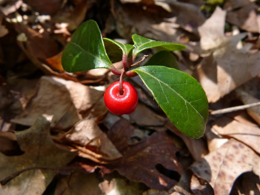 jim_brighton_EasternTeaberry.LostRunRd.051213