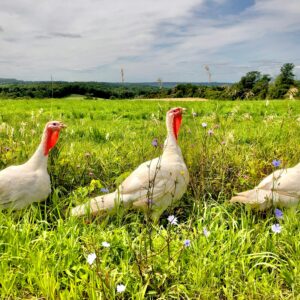 Three white turkeys roam a vibrant countryside field on a sunny day.