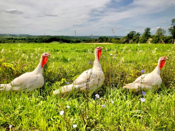 Three white turkeys roam a vibrant countryside field on a sunny day.