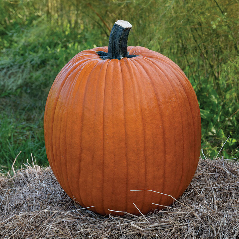 02601_01_champion_pumpkin