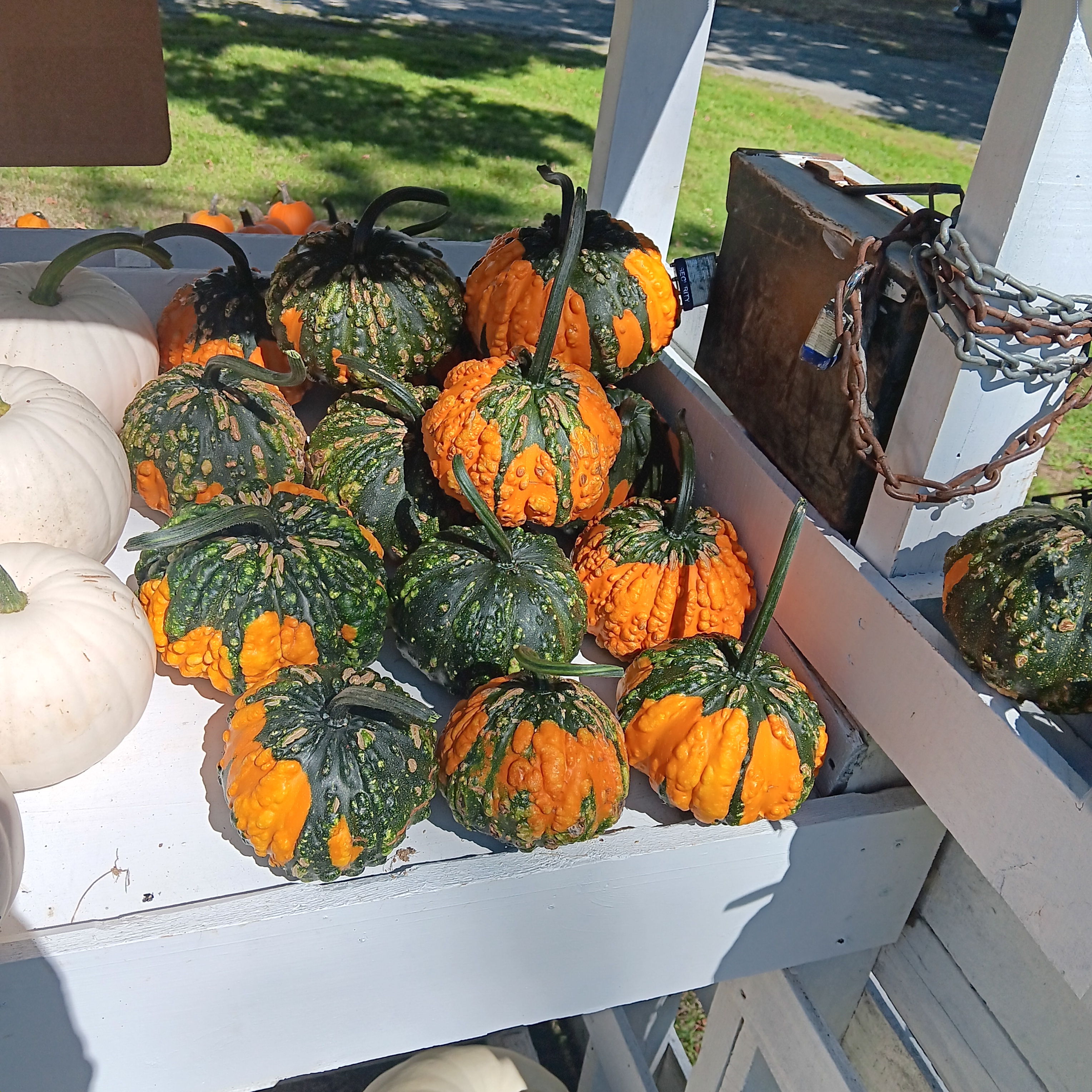 Gourds